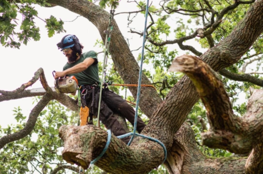 Abattre ou élaguer un arbre dans la Métropole de Lyon : ce que dit le PLU-H