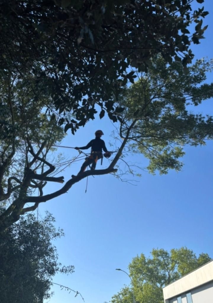 Élagueur en grimpe dans un grand arbre, métropole de Lyon