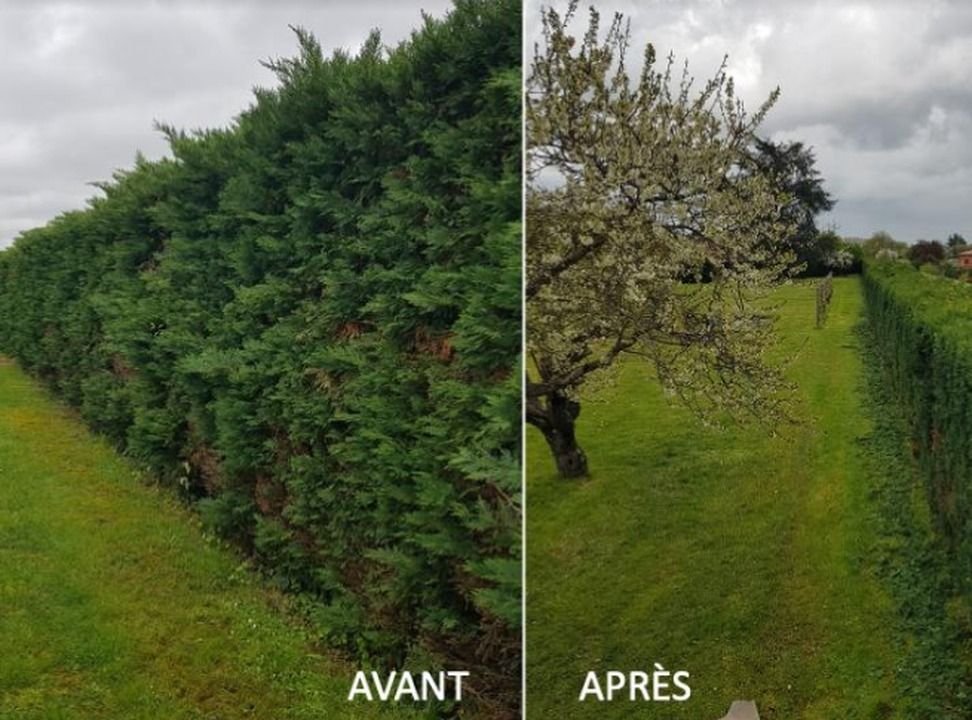 Haies qui sèchent après la canicule : nos conseils à Lyon et Villeurbanne